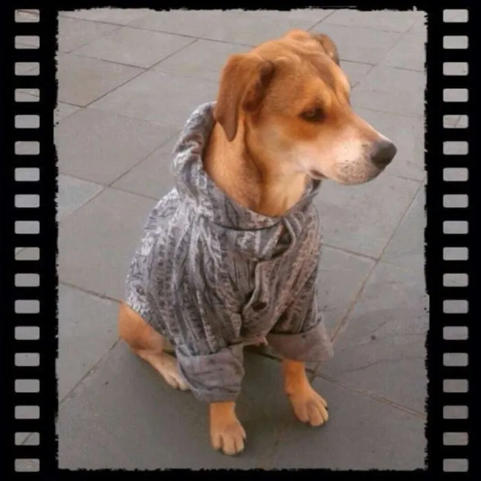 Cachorro ra a SRD idade 1 ano nome Amarela