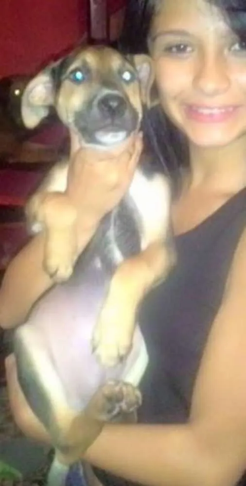 Cachorro ra a SRD idade 2 a 6 meses nome TODDY