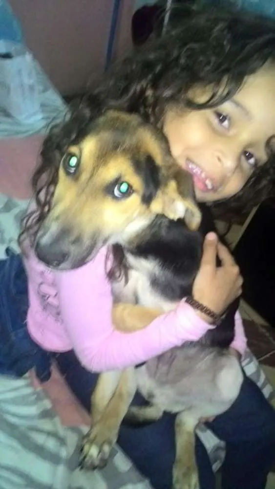 Cachorro ra a SRD idade 2 a 6 meses nome TODDY