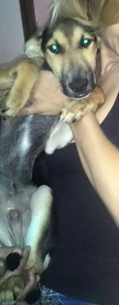 Cachorro ra a SRD idade 2 a 6 meses nome TODDY