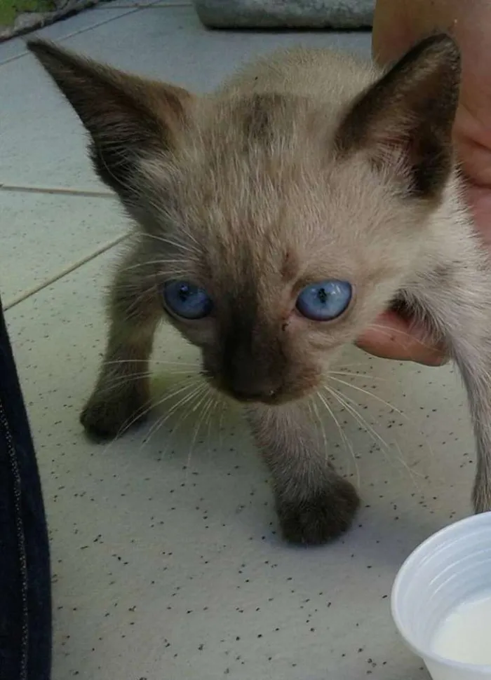 Gato raça  idade 2 a 6 meses nome n possui