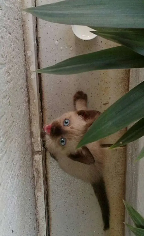 Gato raça  idade 2 a 6 meses nome n possui