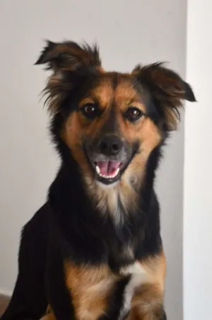 Cachorro raça SRD idade 2 anos nome Pituca
