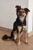 Pituca
