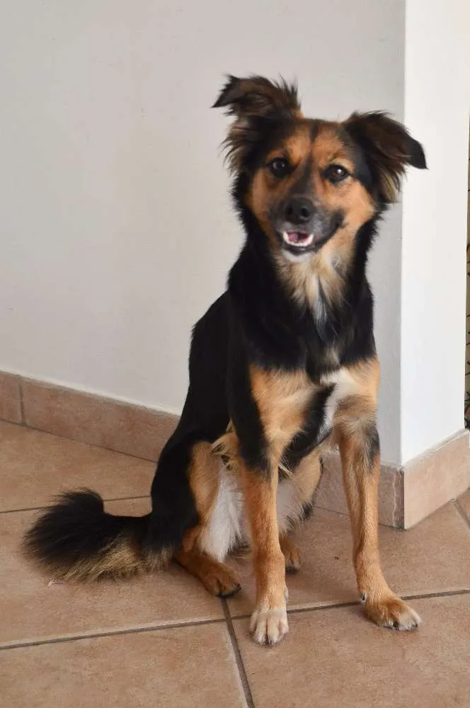 Cachorro ra a SRD idade 2 anos nome Pituca