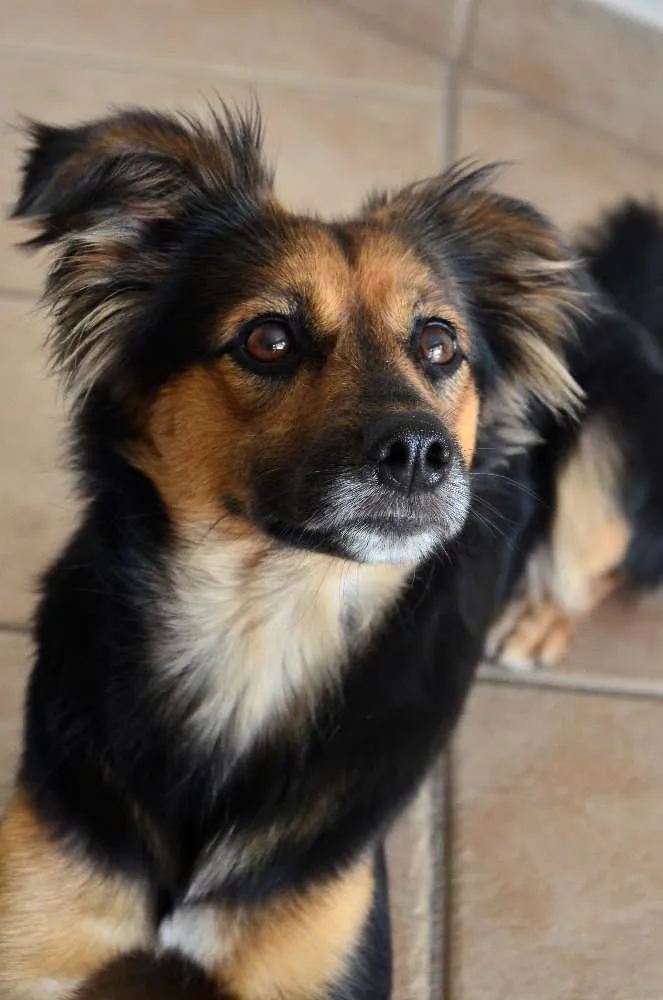 Cachorro ra a SRD idade 2 anos nome Pituca