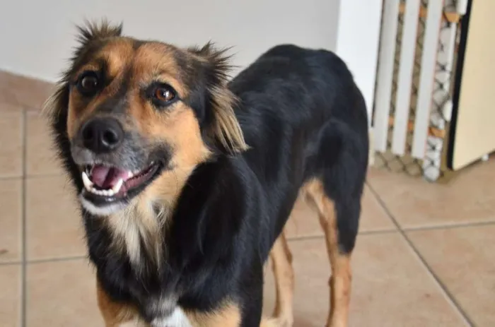 Cachorro ra a SRD idade 2 anos nome Pituca