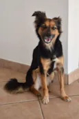 Pituca