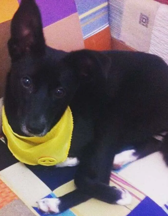 Cachorro ra a Vira-lata idade 7 a 11 meses nome Leona