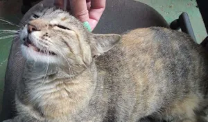 Gato raça  idade  nome Valentina