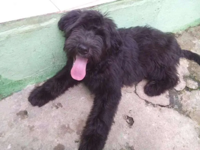 Cachorro ra a SRD idade 2 a 6 meses nome Sofia