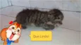 Gato