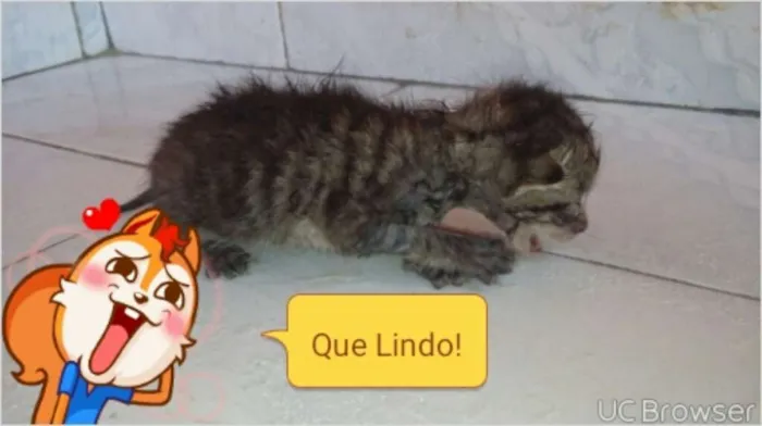 Gato ra a  idade Abaixo de 2 meses nome Gato