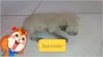 Gato