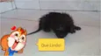 Gato