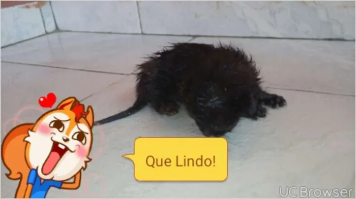 Gato ra a  idade Abaixo de 2 meses nome Gato