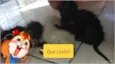 Gato