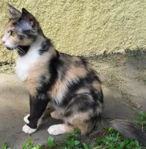 Gato raça Nao sei idade  nome Não sei