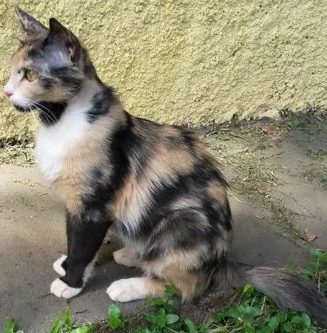 Gato ra a Nao sei idade  nome Não sei