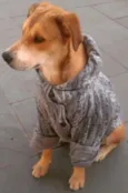 Amarela