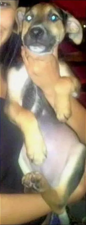 Cachorro raça SRD idade 2 a 6 meses nome TODDY