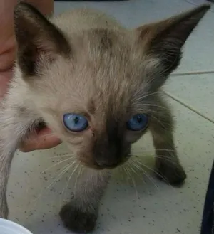 Gato raça  idade 2 a 6 meses nome n possui