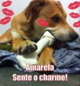 Amarela