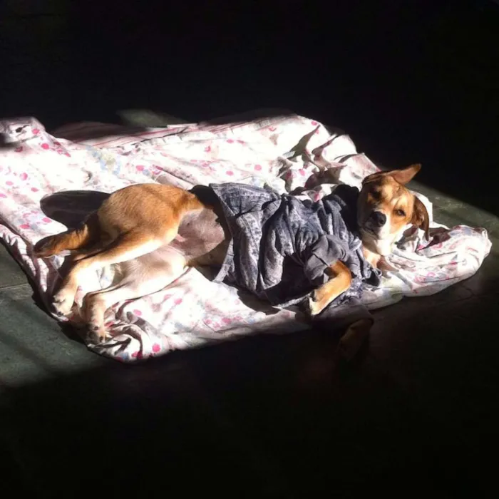 Cachorro ra a SRD idade 1 ano nome Amarela