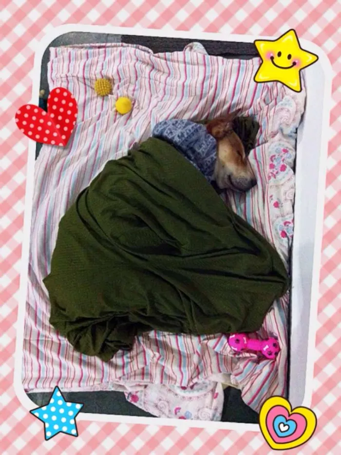 Cachorro ra a SRD idade 1 ano nome Amarela