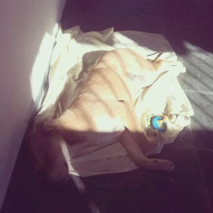 Cachorro ra a SRD idade 1 ano nome Amarela