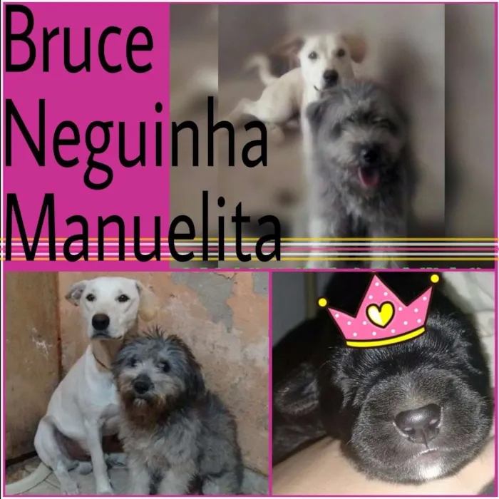 Cachorro ra a Labrador com pitbull/ poodle idade 1 ano nome Bruce, Neguinha e m