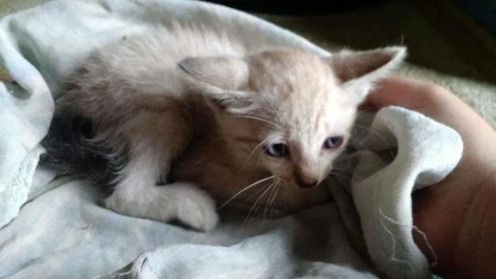 Gato ra a  idade  nome Sem nome