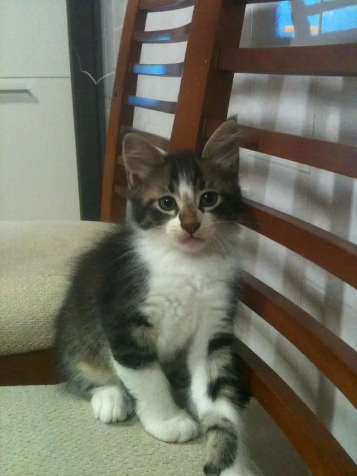 Gato ra a  idade 2 a 6 meses nome Ainda nao tem