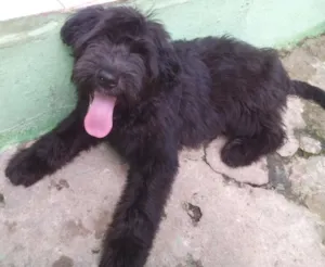 Cachorro raça SRD idade 2 a 6 meses nome Sofia