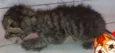 Gato