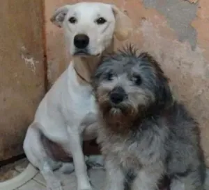 Cachorro raça Labrador com pitbull/ poodle idade 1 ano nome Bruce, Neguinha e m