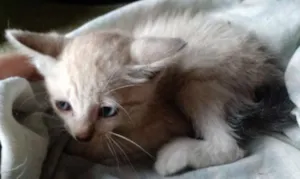 Gato raça  idade  nome Sem nome