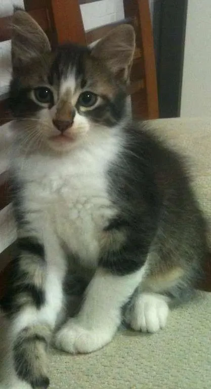 Gato ra a  idade 2 a 6 meses nome Ainda nao tem