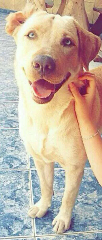 Cachorro ra a Labrador  idade 2 anos nome Koda