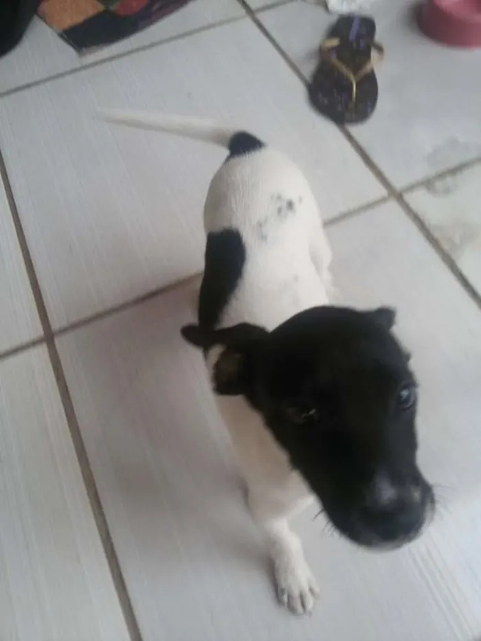 Cachorro ra a ND idade Abaixo de 2 meses nome ND