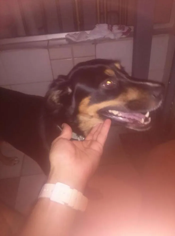 Cachorro ra a SRD idade 1 ano nome com  T na coleira