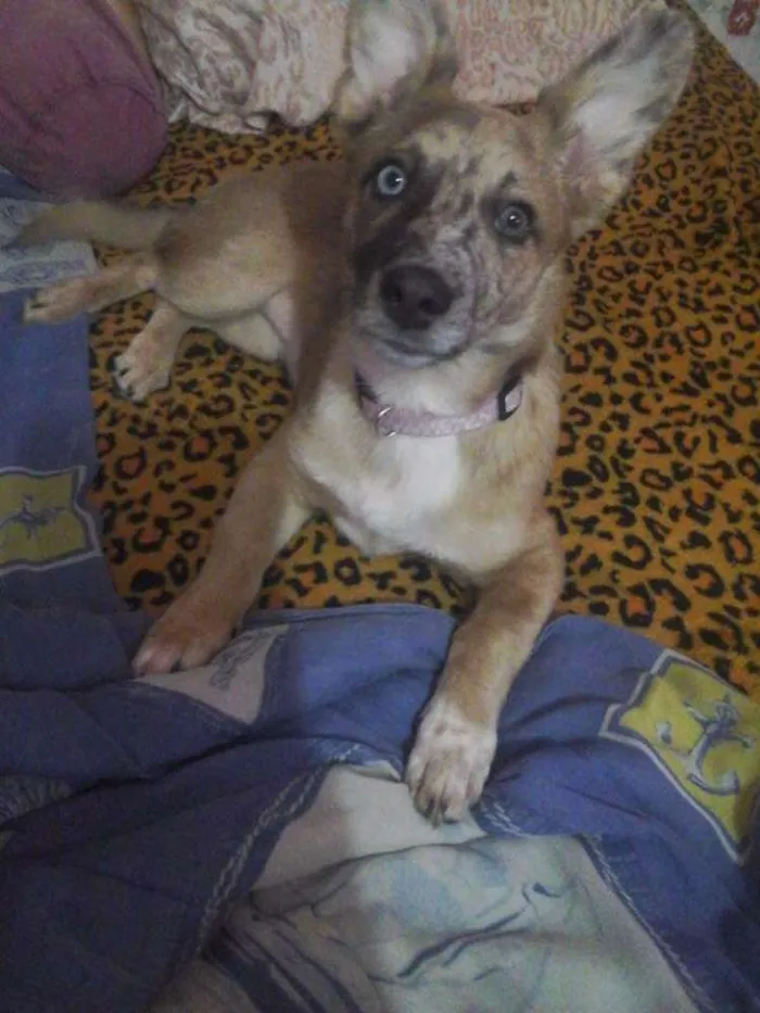 Cachorro ra a Vira lata idade 7 a 11 meses nome Bela