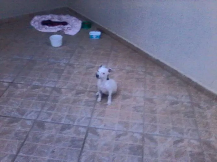 Cachorro ra a SRD idade 2 a 6 meses nome Sem nome