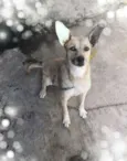 Suzi