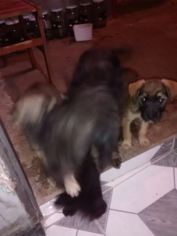 Cachorro ra a  idade 2 a 6 meses nome pitu