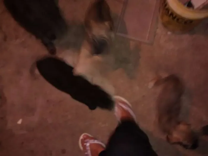 Cachorro ra a  idade 2 a 6 meses nome pitu