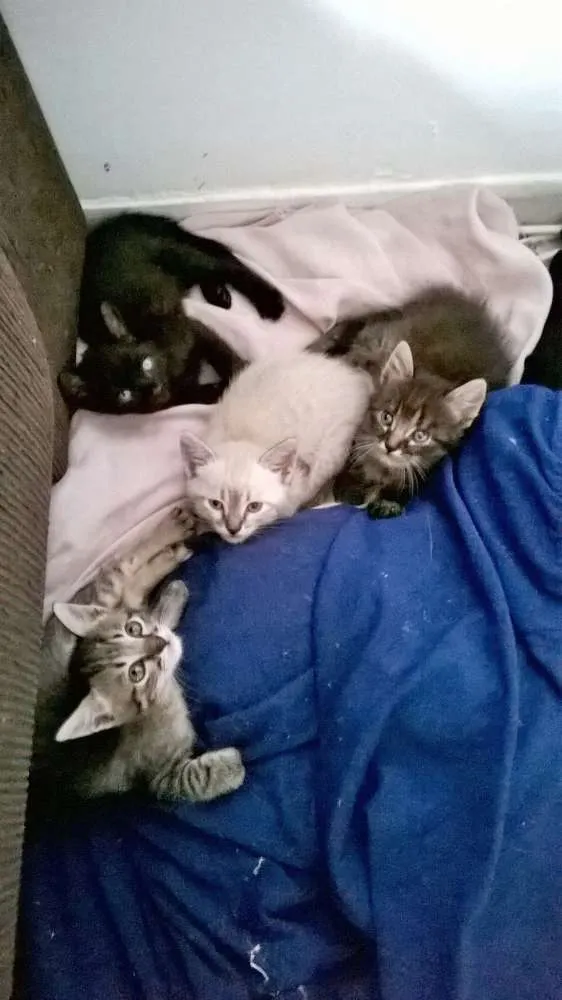 Gato raça  idade Abaixo de 2 meses nome Não tem nomes