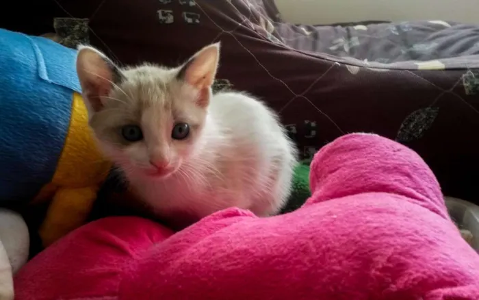 Gato ra a SRD idade Abaixo de 2 meses nome Jo
