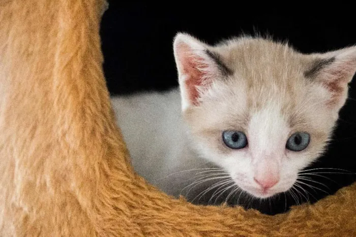 Gato ra a SRD idade Abaixo de 2 meses nome Jo