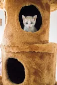 Jo